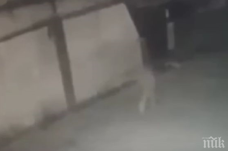 МИСТЕРИЯ: Снимаха как човек изчезва като призрак на улицата (ВИДЕО)