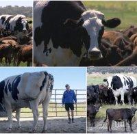 Гигантски бик избегна кланицата и стана любимец на фермер (ВИДЕО)