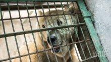 Мечка си отвори врата и влезе в полицейски участък в Калифорния