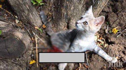 шокиращо отряза две крачетата котенце ветеринарите знаят правят