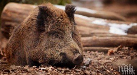 агенцията безопасност храните намали таксата изследване дивечовото месо