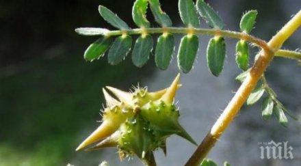 отвара бабини зъби сваля холестерола