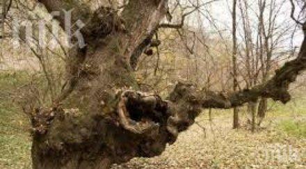 чудо уникално дърво помага бездетни