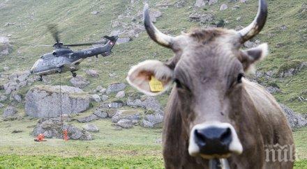 глас народен кравите швейцария остават без рога