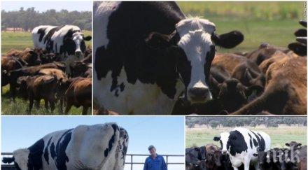 гигантски бик избегна кланицата стана любимец фермер видео