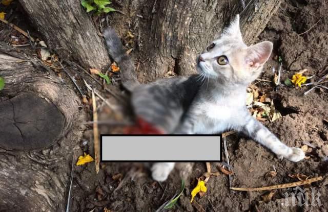 ШОКИРАЩО: Кой отряза две от крачетата на това котенце - ветеринарите не знаят какво да правят