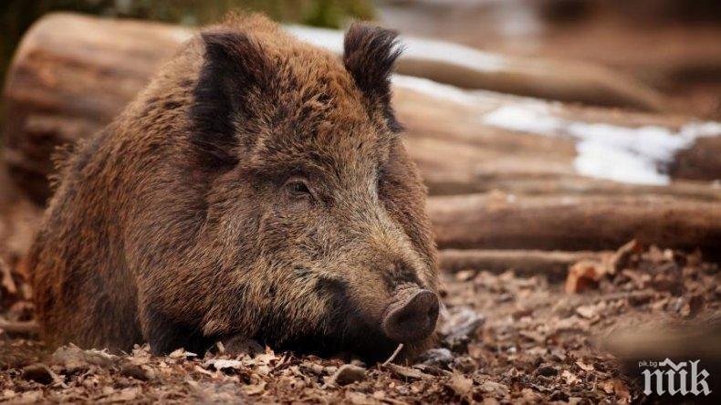 Агенцията за безопасност на храните намали таксата за изследване на дивечовото месо 