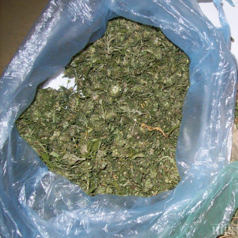 ПЪЛЕН ШАШ: Село брани с подписка производител на канабис