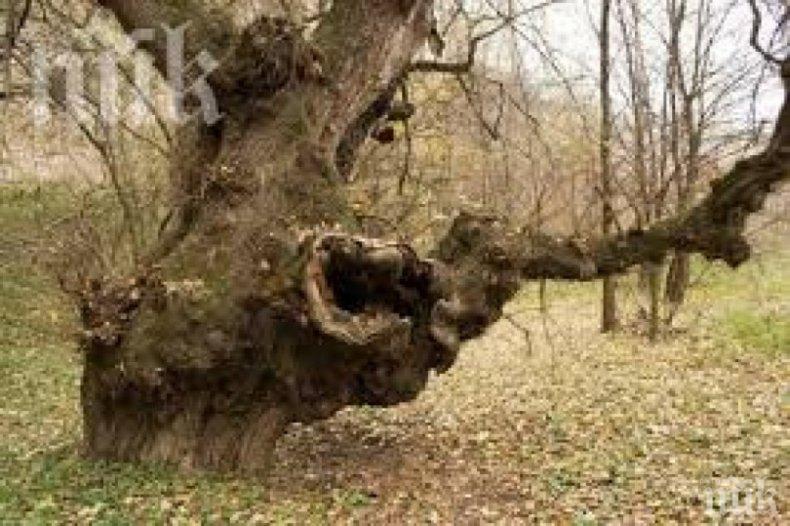 Чудо: Уникално дърво помага на бездетни - ето къде е 