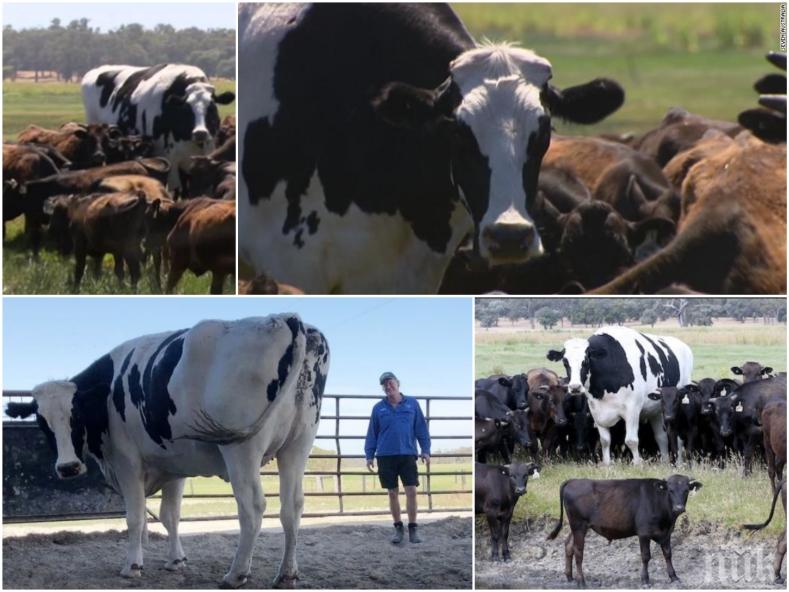 Гигантски бик избегна кланицата и стана любимец на фермер (ВИДЕО)