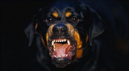 газят кола ротвайлер нападнал дете