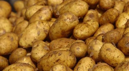 бабх спряха вноса тона картофи полша