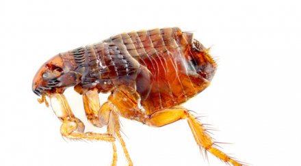 учени създадоха бълха робот