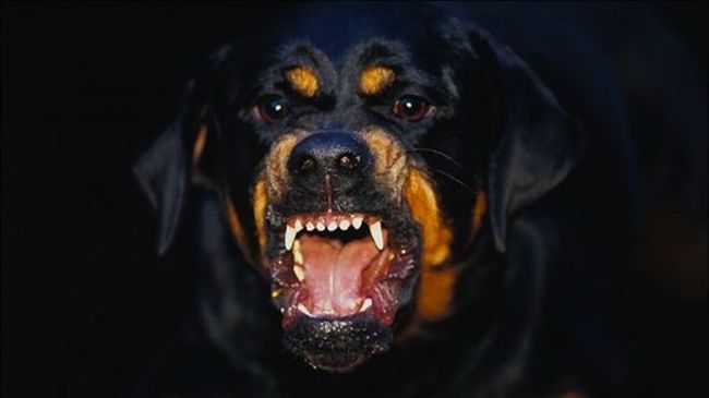 Газят с кола ротвайлер, нападнал дете