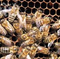 Ужас! Пчели нахапаха четирима, борят се за живота им!