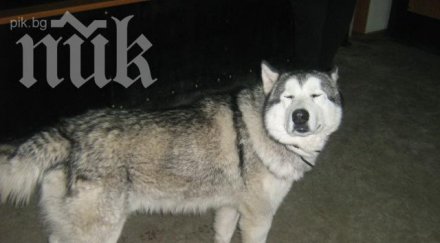 спасиха куче стопанин насилник