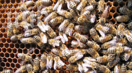 спасиха петимата нажилени пчели