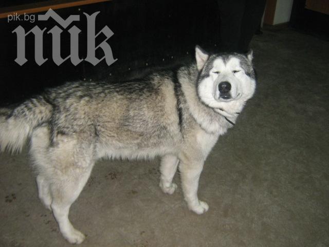 Спасиха куче от стопанин-насилник