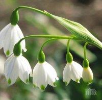 ЗНАМЕНИЕ: Кокиче цъфна в Смолян