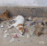 Осиновиха 409 бездомни кучета край Търново
