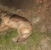 Съдят мъж, убил бездомно куче в Стара Загора