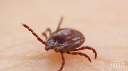 ухапване кърлеж млад перничанин пареза краката