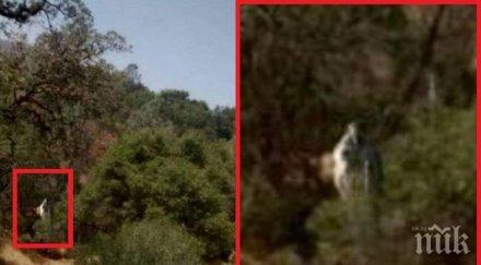 мистерия заснеха загадъчен хуманоид сащ