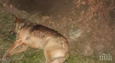 съдят мъж убил бездомно куче стара загора