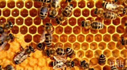 клеева тинктура потушава язви гастрити