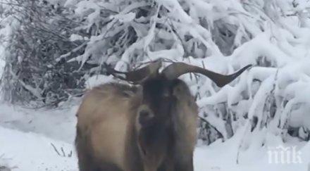 разкрита тайната козела младост казва митко рожден ден снимки