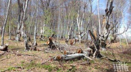 съдът остави ареста шефа горското силистра