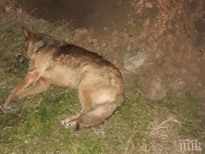 Съдят мъж, убил бездомно куче в Стара Загора