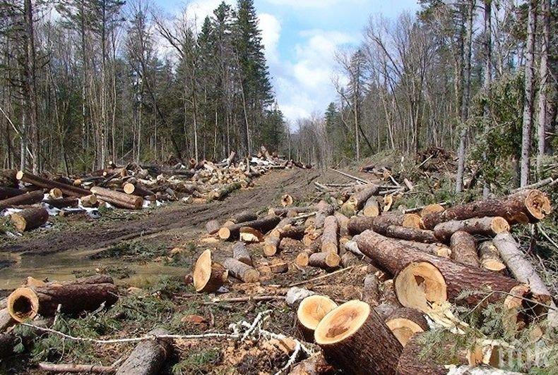 „Закопчаха” трима за незаконна сеч на дърва във Врачанско