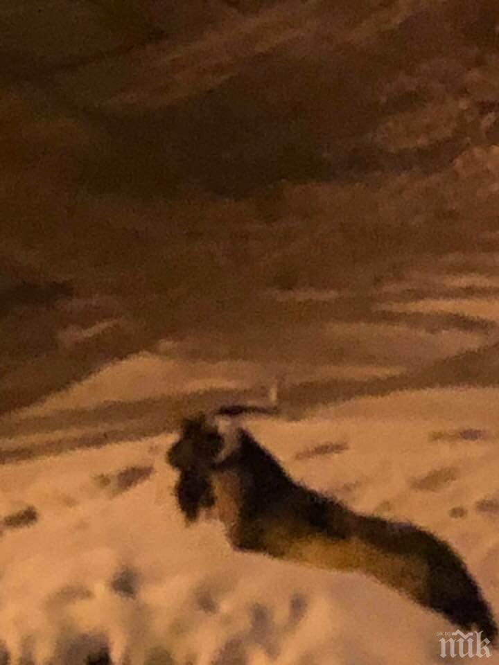 БЕЗ МАЙТАП: Козел се загуби насред София (СНИМКИ)