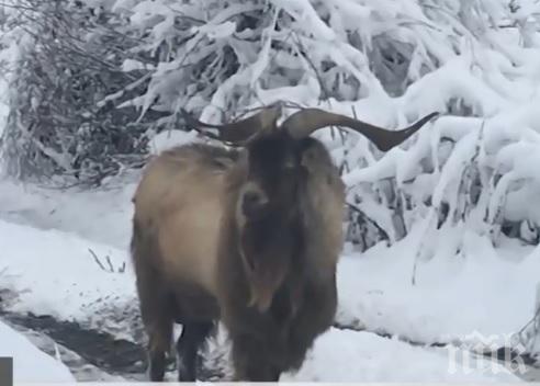 Разкрита е тайната на козела от Младост - казва се Митко и утре има рожден ден (СНИМКИ)