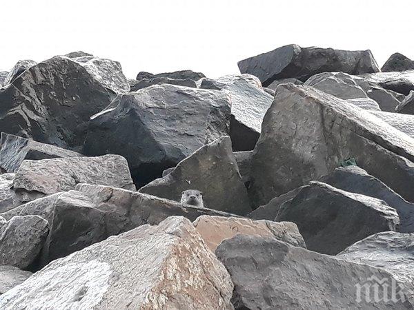 Бургазлийка тръгна на разходка по плажа и попадна на... (СНИМКИ)