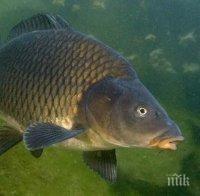 Рибари организират инициатива „Купи-Пусни шаран“