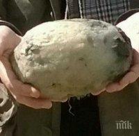 УНИКАЛНО: Семейство намери този смрадлив камък и... спечели 70 хиляди долара