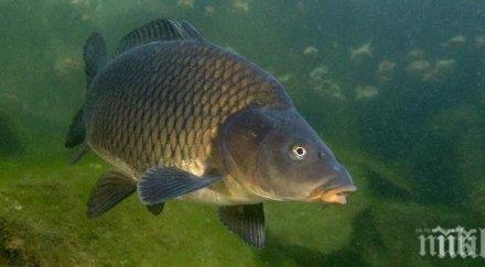 ден година храни никулден шаранът подгони десетачка