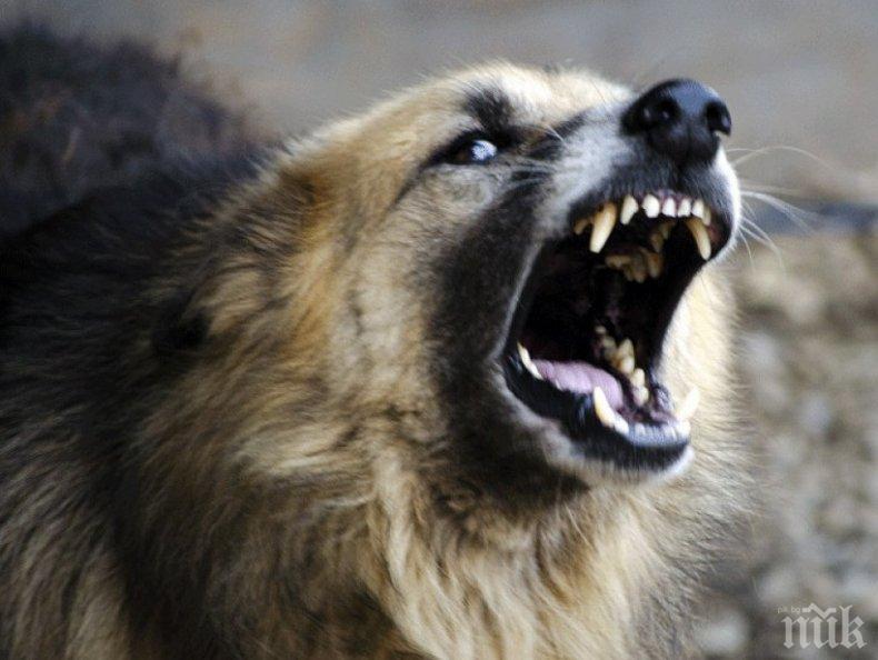 ЖЕСТОКО: Глутница кучета нападнаха майка и дете в София