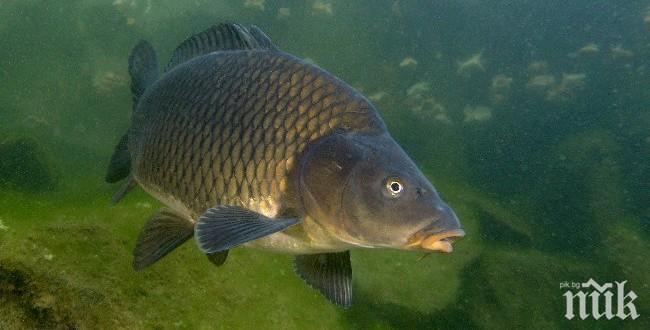 Рибари организират инициатива „Купи-Пусни шаран“