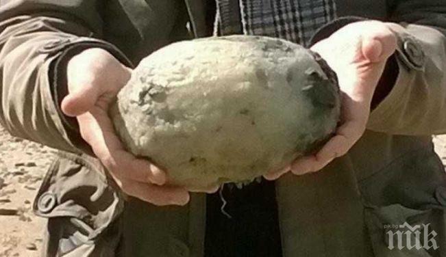 УНИКАЛНО: Семейство намери този смрадлив камък и... спечели 70 хиляди долара
