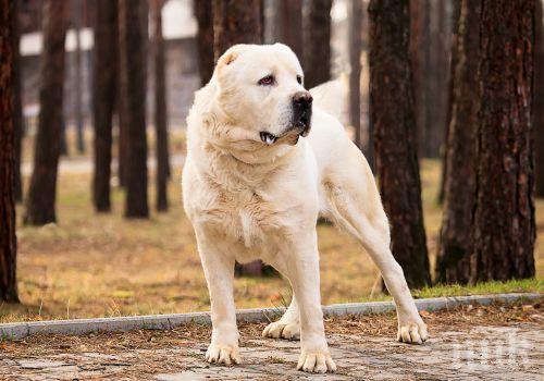 Изверг застреля с ловна пушка три кучета от породата алабай