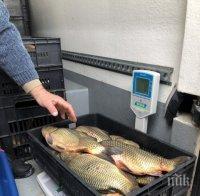 Инспектори конфискуваха над половин тон риба
