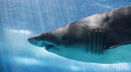 затоплянето кара акулите плуват дясно