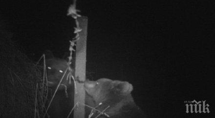 пазете страховит звяр вършее пернишко снимки