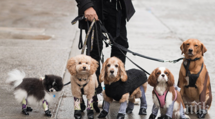 моден писък пускат чорапогащи кучета