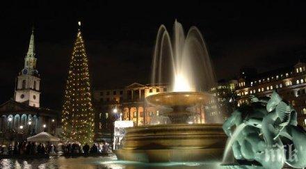 коледната елха грейна лондонския площад трафалгар