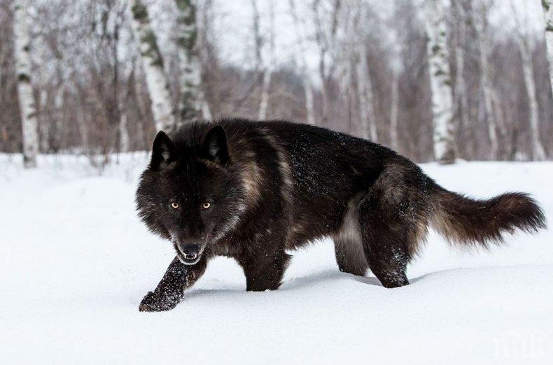 С ЕДИН ИЗСТРЕЛ: Фермер гръмна огромен черен вълк (СНИМКА)
