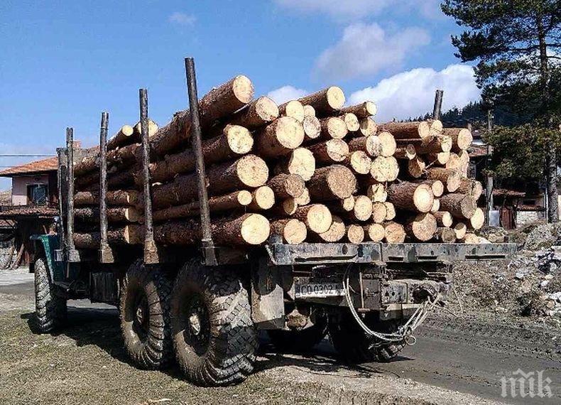 ПЪРВИ ПОДРОБНОСТИ: Иззеха 30 кубика незаконна дървесина при акцията в Хан Аспарухово
